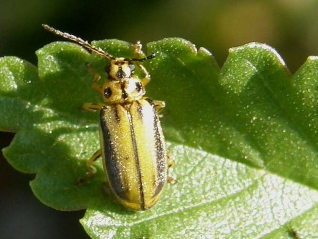 Xanthogaleruca luteola  (Chrysomelidae)