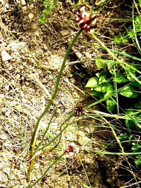 Allium oleraceum / Aglio selvatico