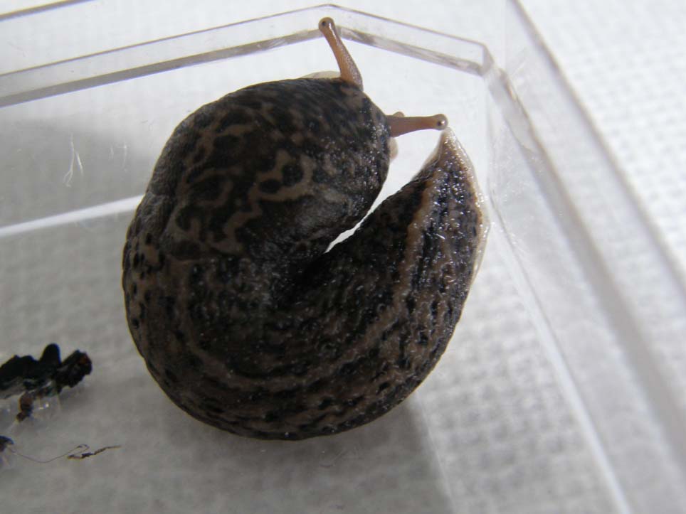 Limax psarus da Milano (?)