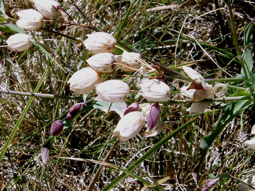 Silene vulgaris sl.