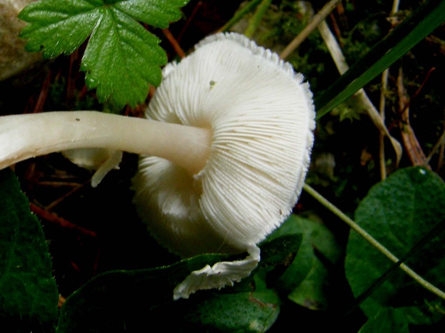 Lepiota cristata ?