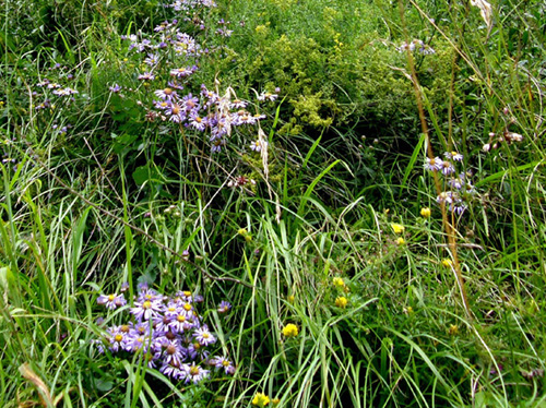 Aster amellus / Astro di Virgilio