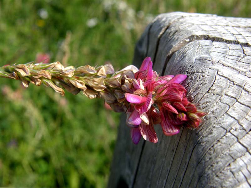 Onobrychis viciifolia (Fabaceae)