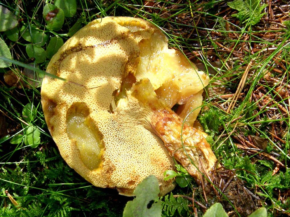 Sempre la stessa specie di Suillus?