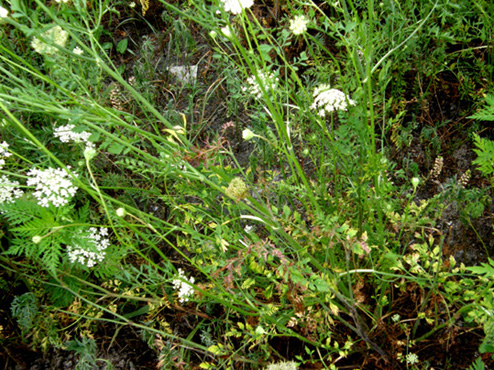 Apiacea  - Daucus carota