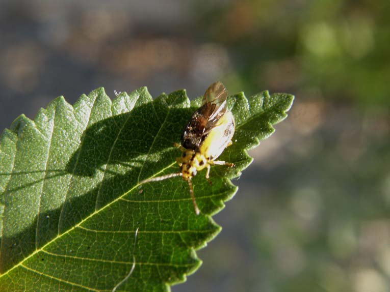 Xanthogaleruca luteola  (Chrysomelidae)