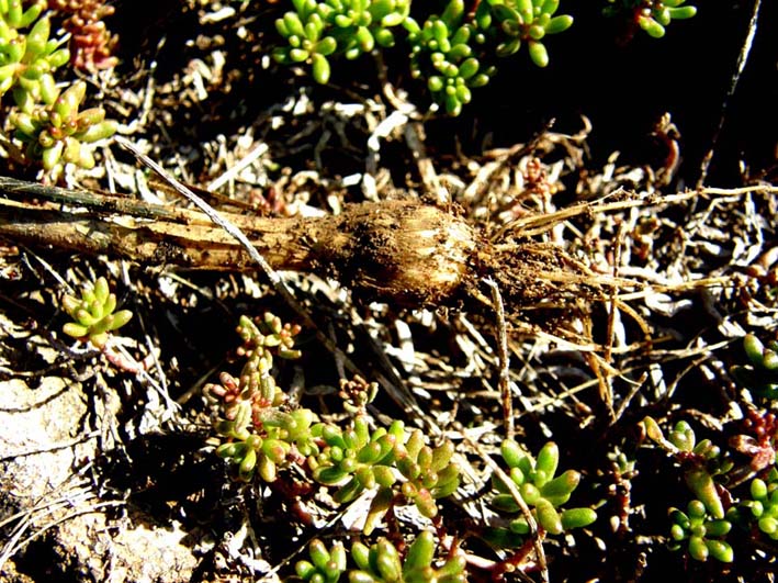 Allium oleraceum / Aglio selvatico