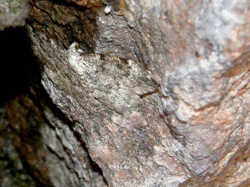 Falena super-mimetica