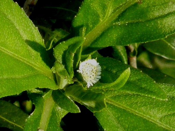 Eclipta prostrata (Asteraceae) a Milano