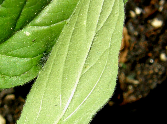 Ancora sul balcone - Epilobium cfr. parviflorum