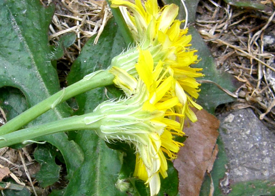 Asteracea  - Hypochaeris radicata