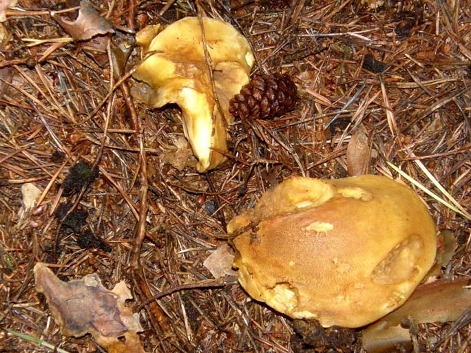 Sempre la stessa specie di Suillus?