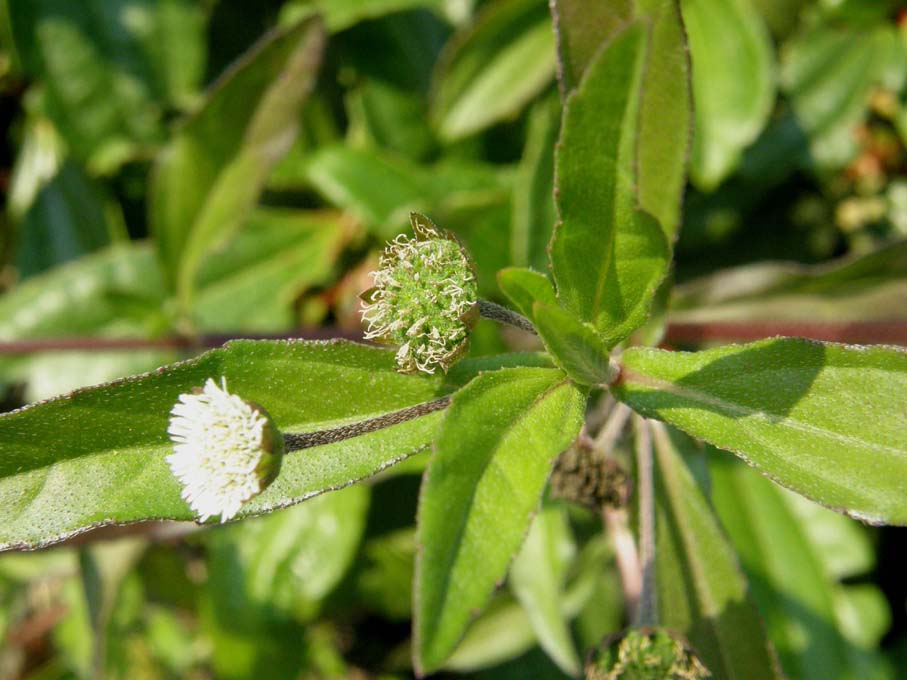 Eclipta prostrata (Asteraceae) a Milano