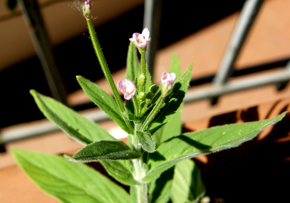 Ancora sul balcone - Epilobium cfr. parviflorum