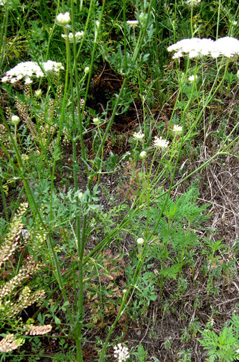 Apiacea  - Daucus carota