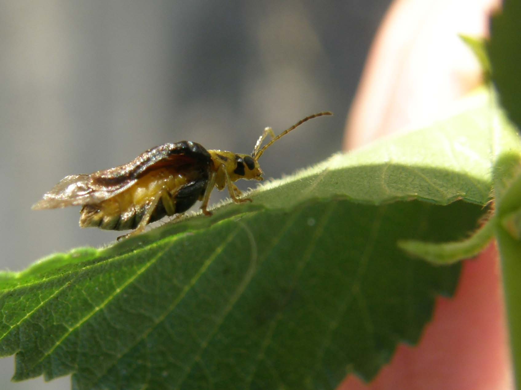 Xanthogaleruca luteola  (Chrysomelidae)