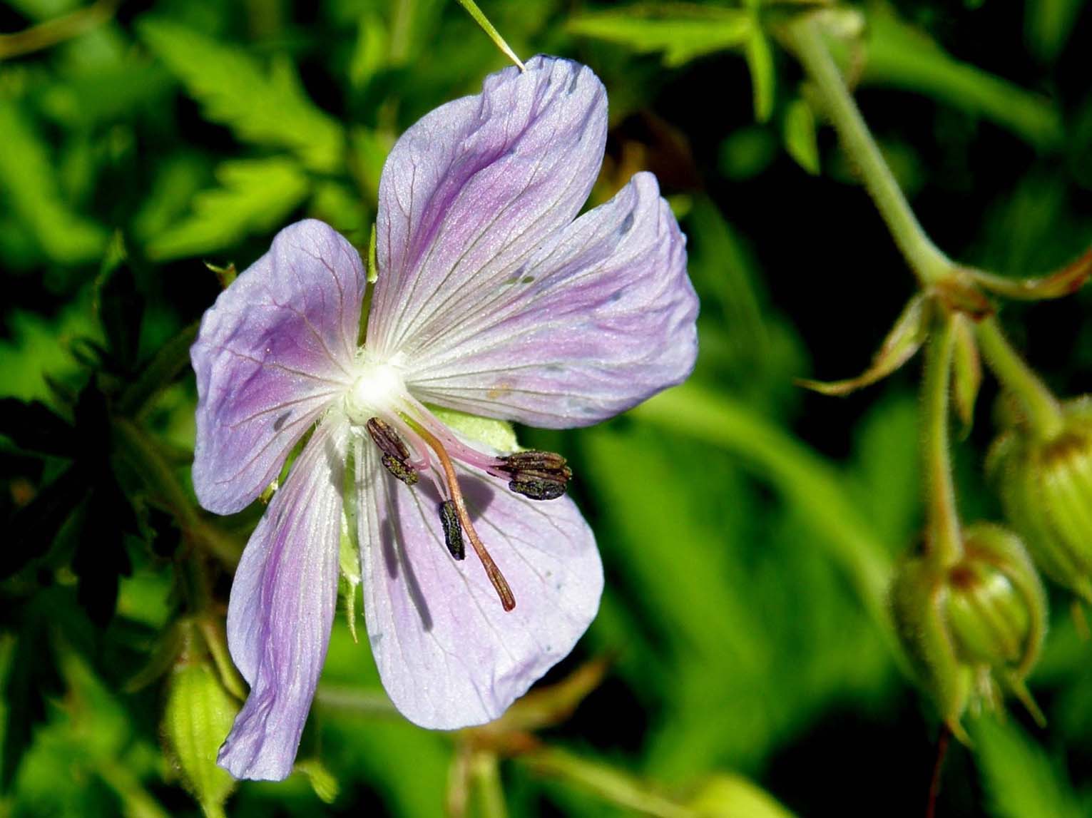 Geranium pratense / Geranio dei prati