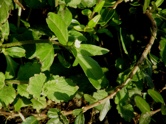 Eclipta prostrata (Asteraceae) a Milano