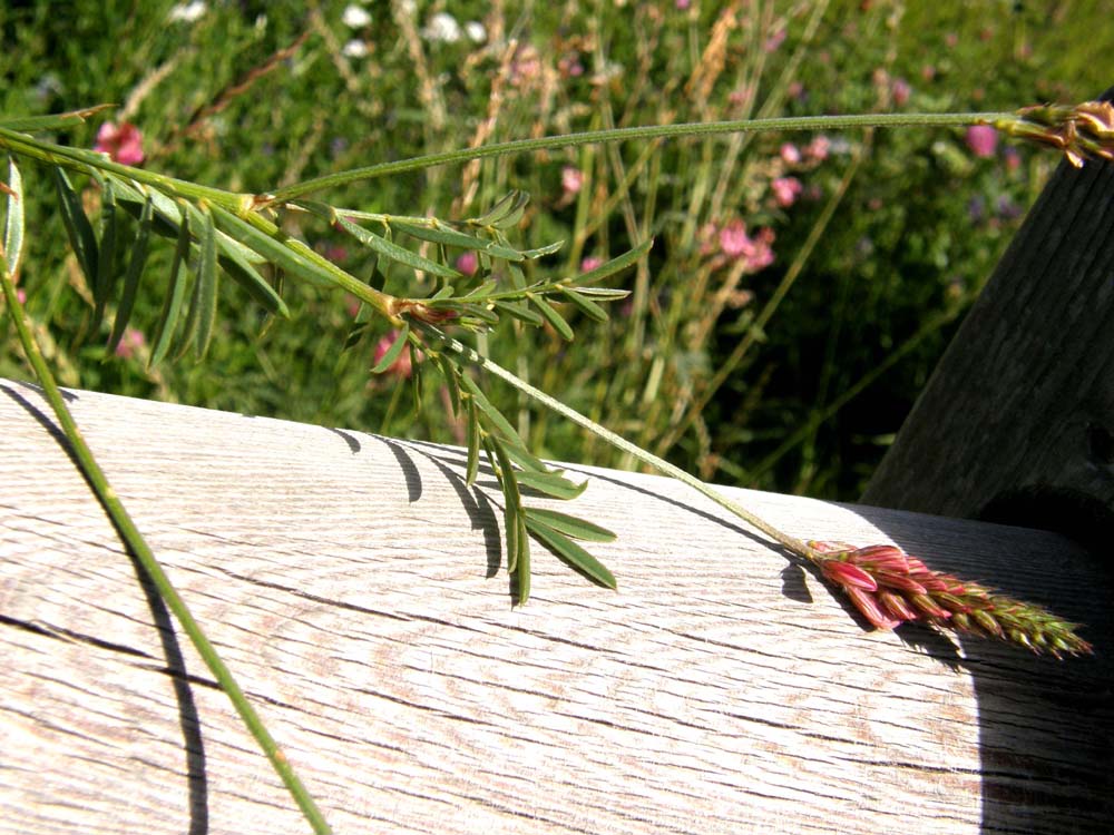 Onobrychis viciifolia (Fabaceae)