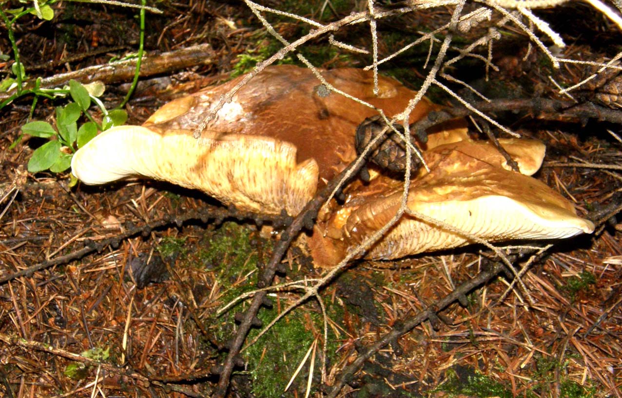 Sempre la stessa specie di Suillus?
