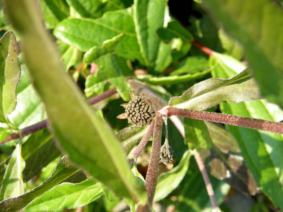 Eclipta prostrata (Asteraceae) a Milano