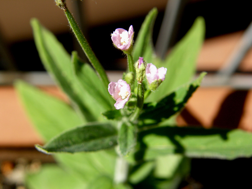 Ancora sul balcone - Epilobium cfr. parviflorum