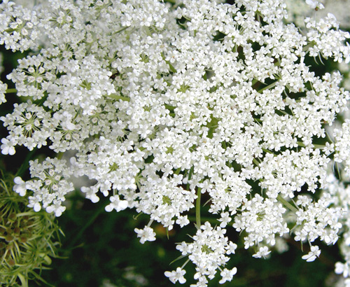 Apiacea  - Daucus carota