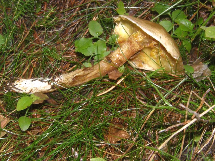 Sempre la stessa specie di Suillus?