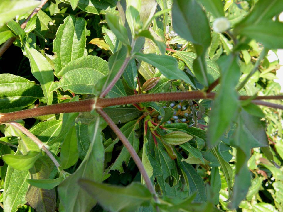 Eclipta prostrata (Asteraceae) a Milano