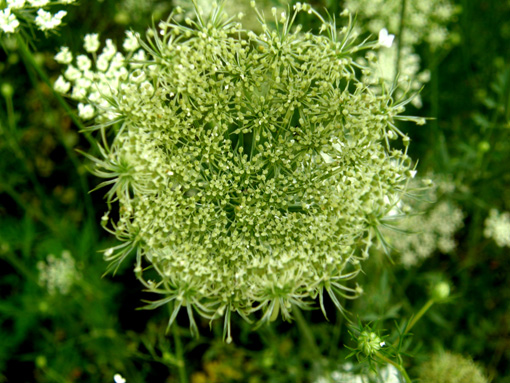 Apiacea  - Daucus carota