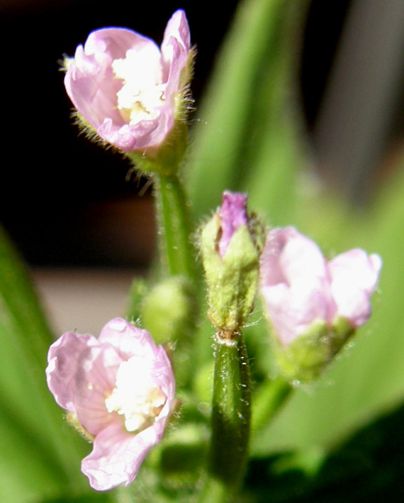 Ancora sul balcone - Epilobium cfr. parviflorum