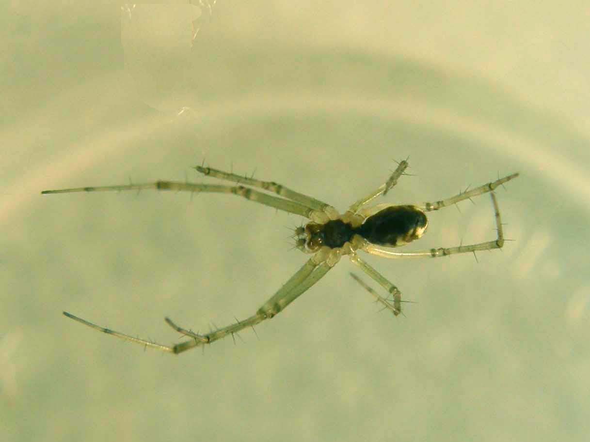 Linyphia sp.