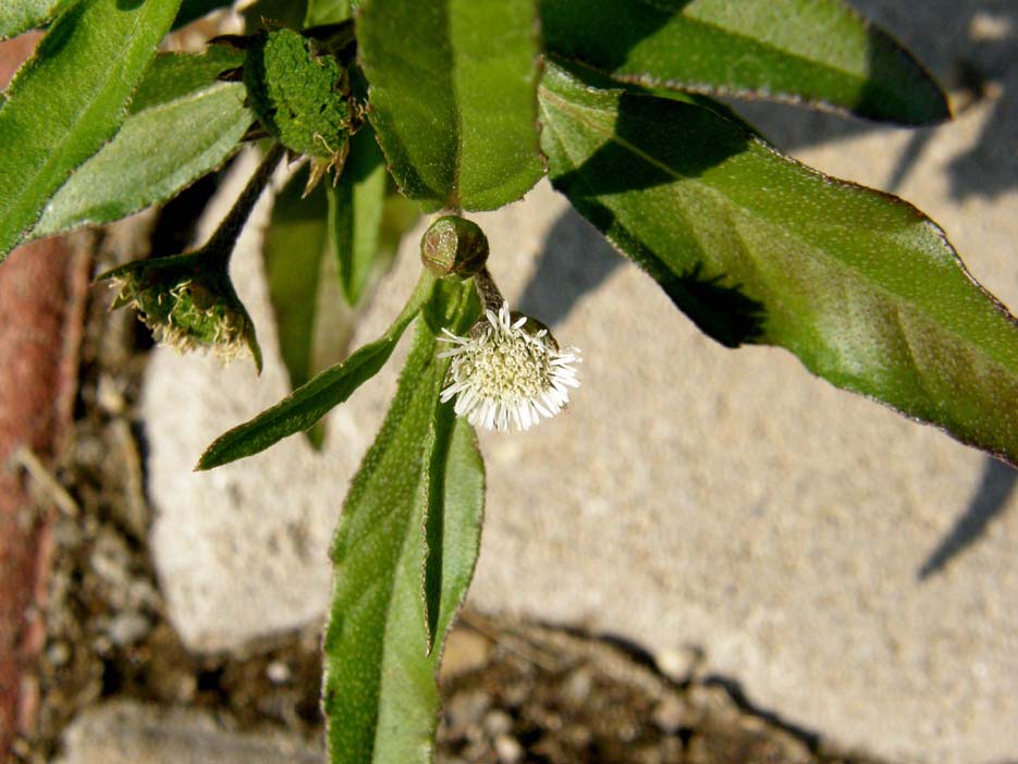 Eclipta prostrata (Asteraceae) a Milano