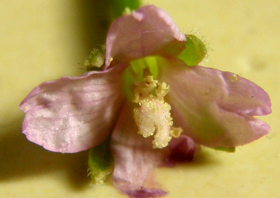 Ancora sul balcone - Epilobium cfr. parviflorum