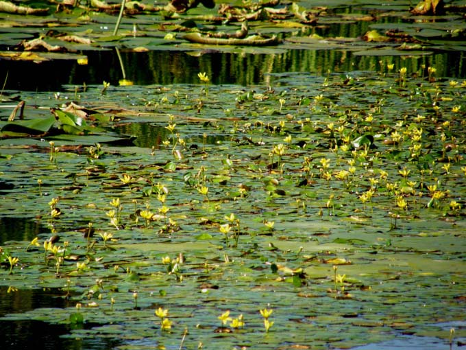Nymphoides peltata / Limnantemio
