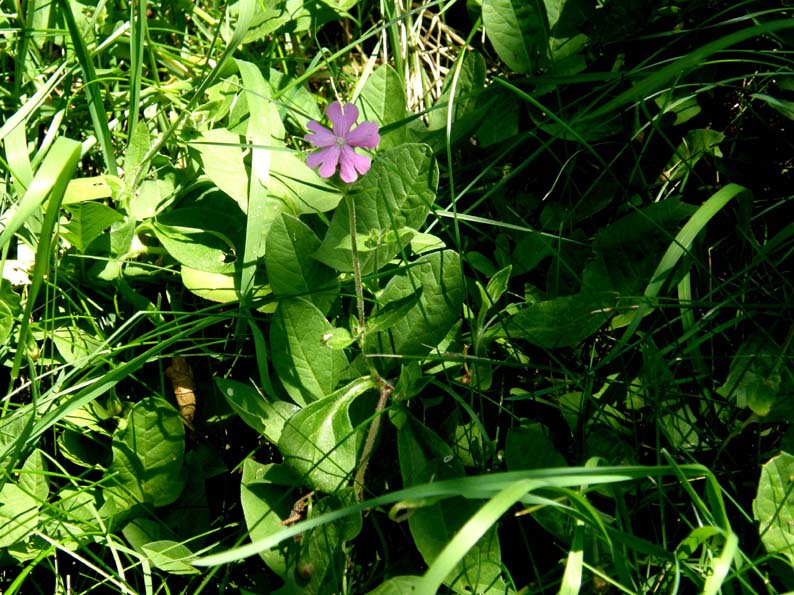 Silene dioica