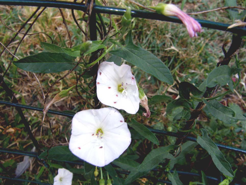 Trombidiidae in fiori di convolvolo