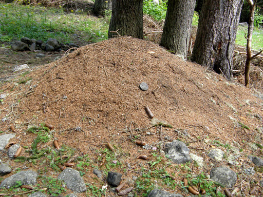 Formicaio in pineta 2 (Formica gruppo rufa)