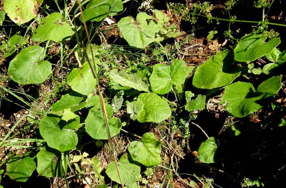 Foglie di Tussilago farfara