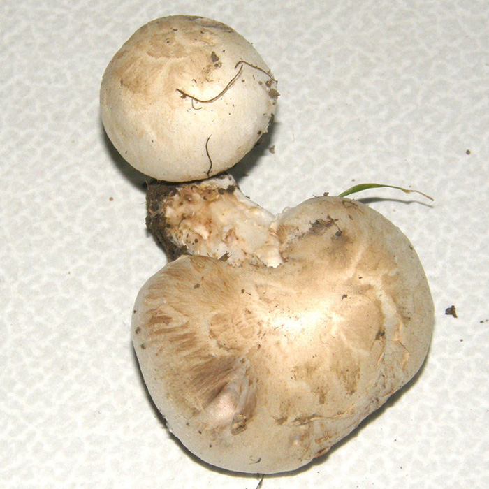 Agaricus campestris  s.l.