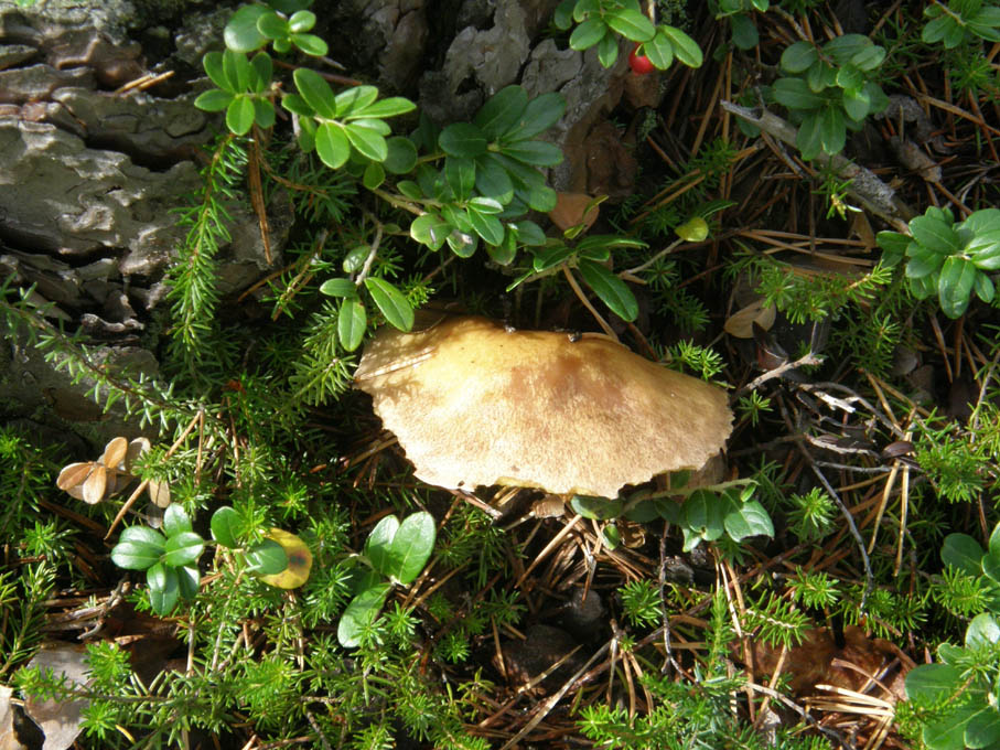 Funghi dal cappello....rosicchiato?