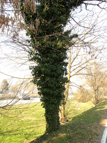 Soffocato dall''edera