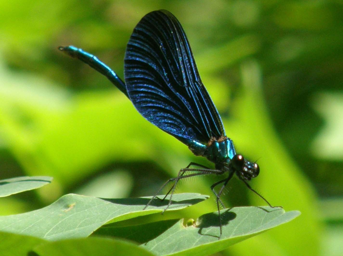 Calopterix da identificare
