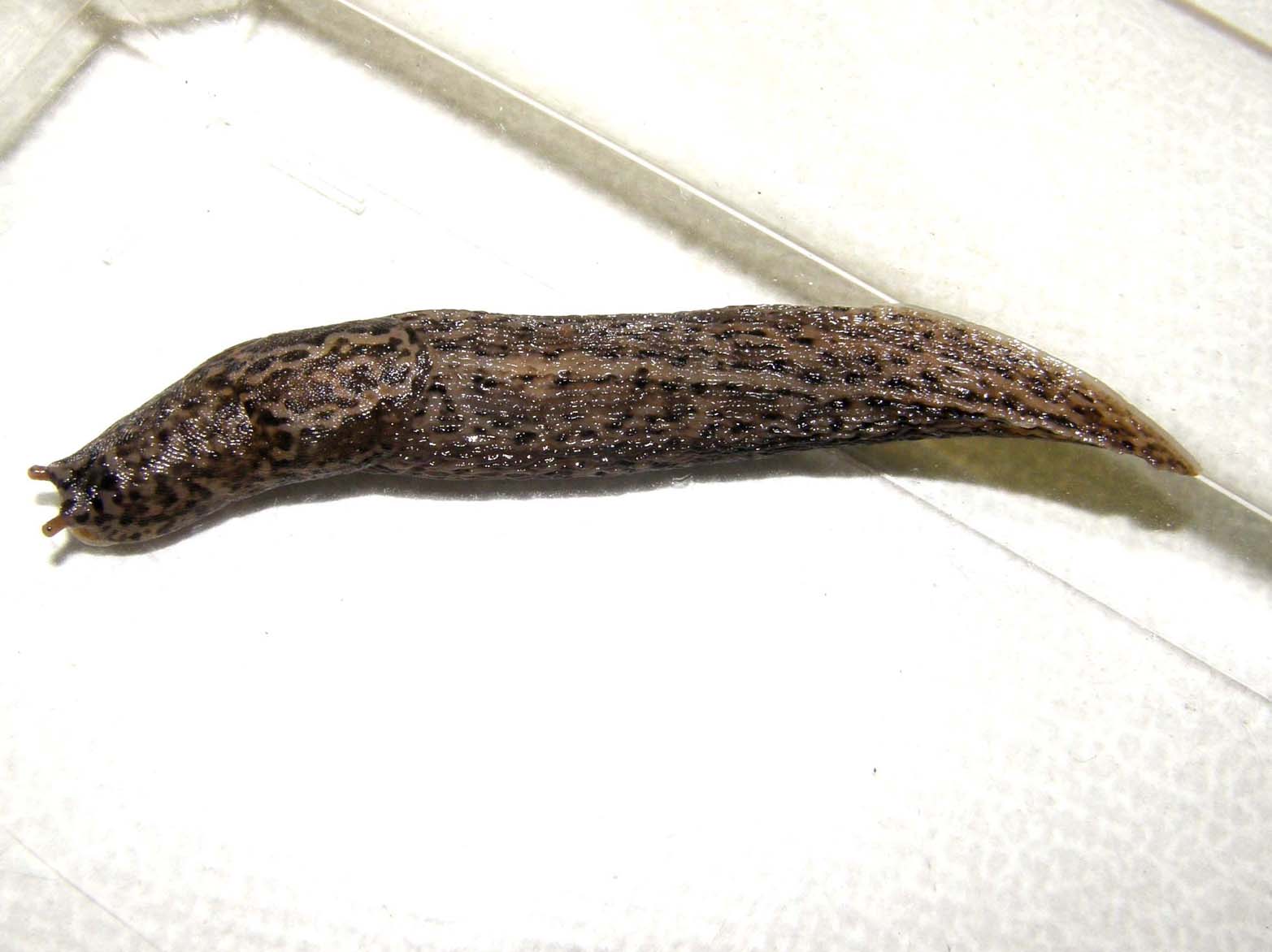 Limax psarus da Milano (?)