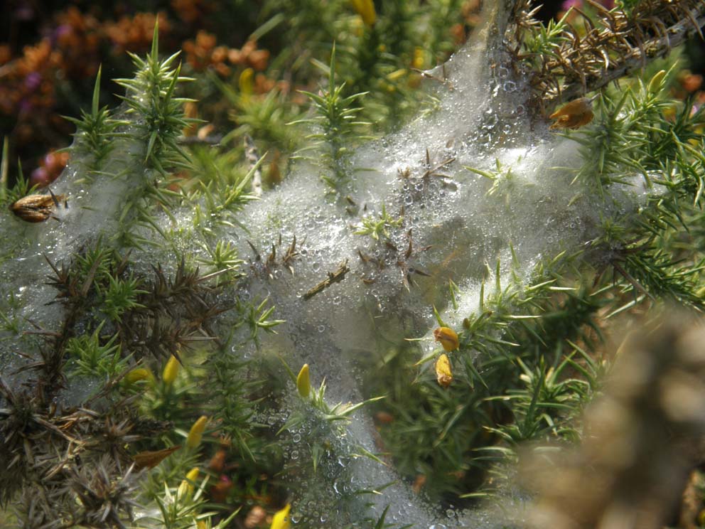 Spessa ragnatela