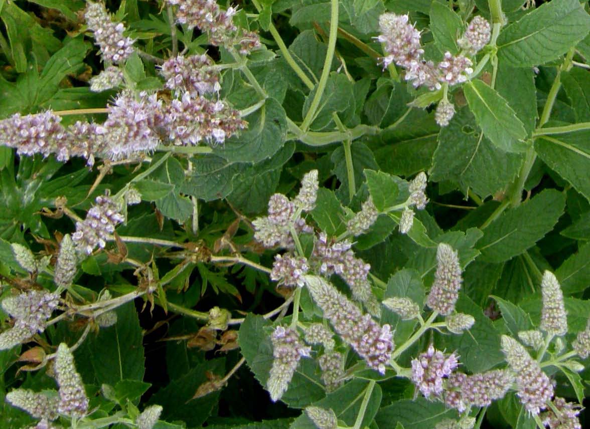 Mentha longifolia