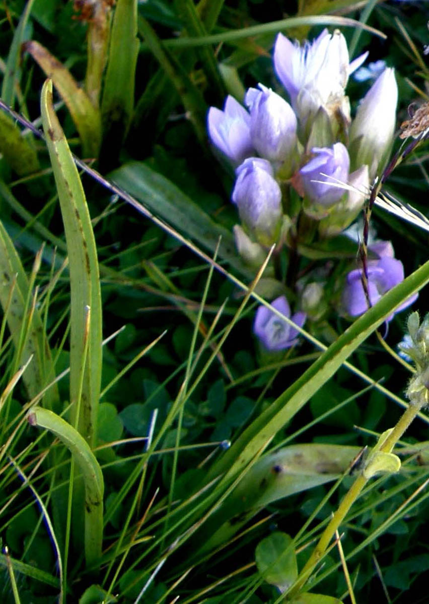 Gentianella sp. (Gentianaceae)