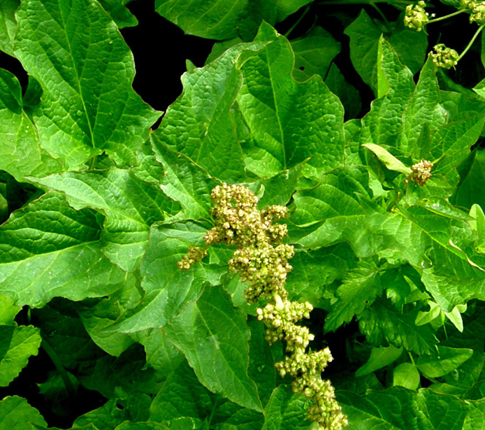 Folta erbacea  - Chenopodium bonus-henricus