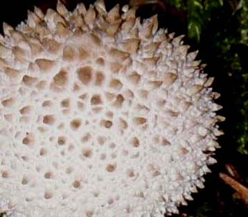 Lycoperdon da identificare