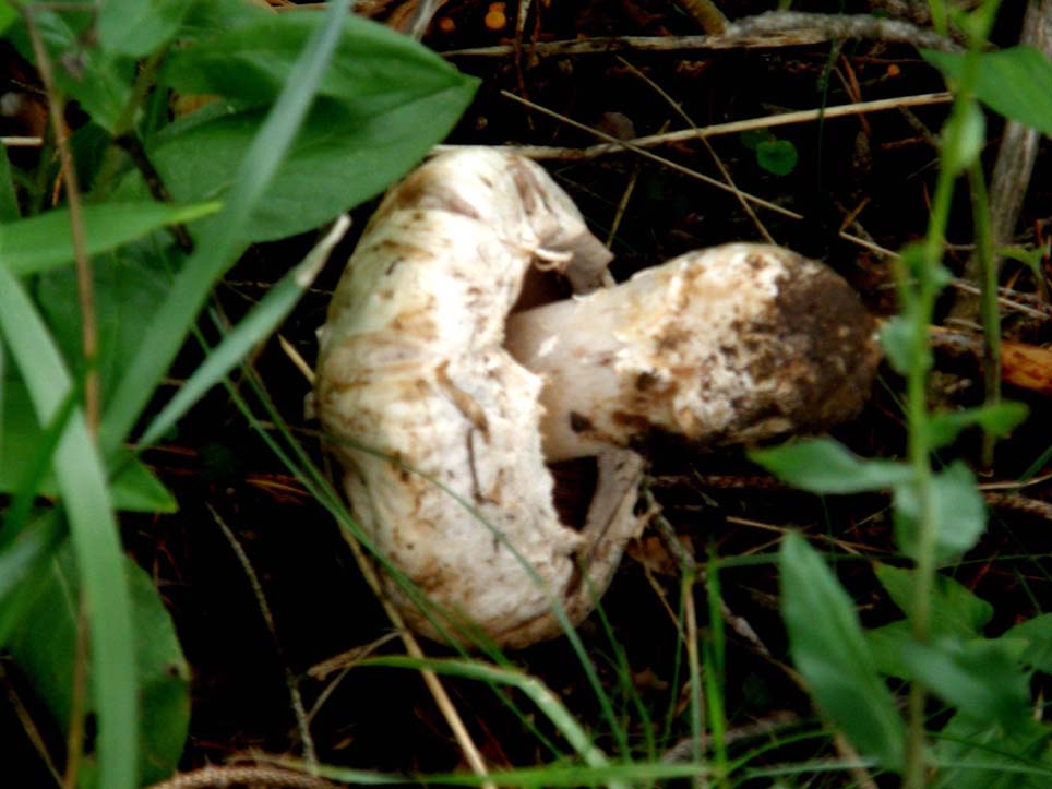 Un altro agaricus?
